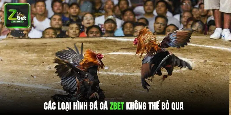 Loại hình đá gà tại ZBET mà hội viên không thể bỏ qua